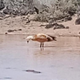 Patos en la playa de Órzola