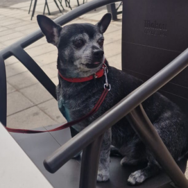 El perro fallecido en La Graciosa
