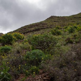Flora autóctona en el barranco de Chafarís. Foto: Andrea Domínguez.