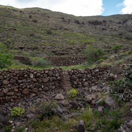 Nateros en el barranco de Chafaríz. Foto: Andrea Domínguez.