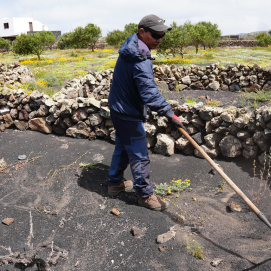 Cultivos tradicionales de Lanzarote