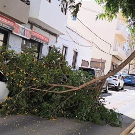 Cae parte de un árbol en Arrecife