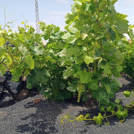 Cultivo de parras. Vino de Lanzarote.