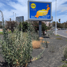 Estado de los jardines del Aeropuerto de Tías