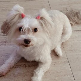 Perrita 'Lola'