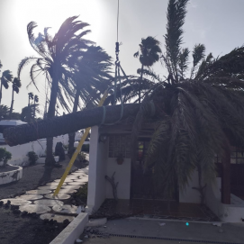 Cae una palmera cae sobre una pérgola en un centro de mayores en Lanzarote