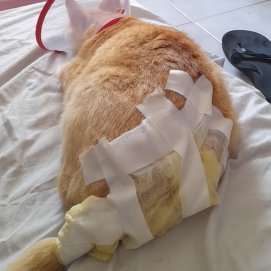 Heridas provocadas por las quemaduras en el gato