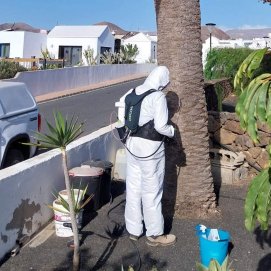 Jornada técnica para erradicar la 'Diocalandra frumenti'