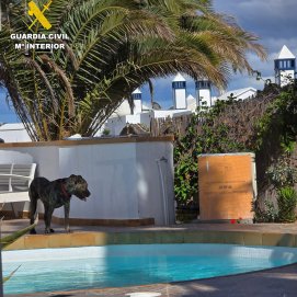 La Guardia Civil investiga a un vecino de Haría como presunto autor de maltrato animal