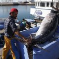 Descarga de atún en el puerto de Arrecife. Pesca.  Foto: José Luis Carrasco.