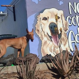Un perro de la perrera de Yaiza