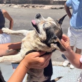 Momento en el que los vecinos rescataron al perro