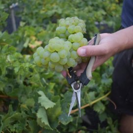Comienza la vendimia 2025 en Lanzarote. Imagen bodega Olivina.
