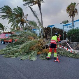 Palmera caída a causa del viento en un hotel de Playa Blanca