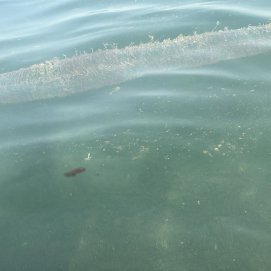 Hallan una puesta de huevos de calamar en Playa Honda 