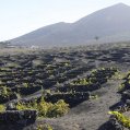 Viñedos de Lanzarote. Agricultura.