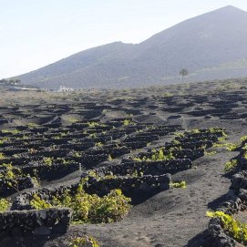 Viñedos de Lanzarote. Agricultura.