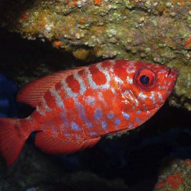 Heteropriacanthus cruentatus, Catalufa. Reserva de la Biosfera