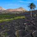 Paisaje volcánico en La Geria