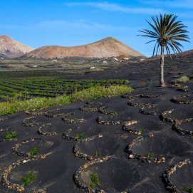 Paisaje volcánico en La Geria