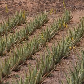 Cultivo de aloe vera. Agricultura