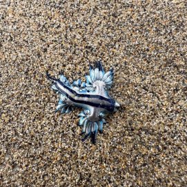 Dragón azul en Órzola