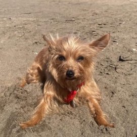 Perrita desaparecida en Puerto del Carmen