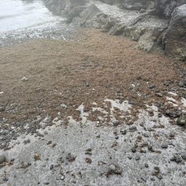 Proliferaciones de microalgas en Punta Mujeres