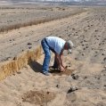 Cultivo de la batata en el jable de Lanzarote