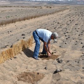 Cultivo de la batata en el jable de Lanzarote