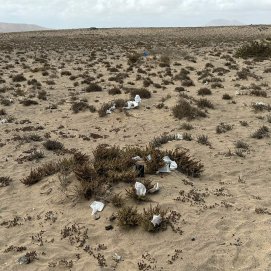 Basura en El Jable de Famara, tras las fiestas de La Caleta. Foto: Andrea Domínguez.