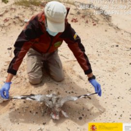 Un ejemplar de hubara canaria muerto en La Graciosa