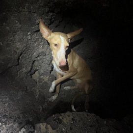 El perro perdido en Las Cabreras