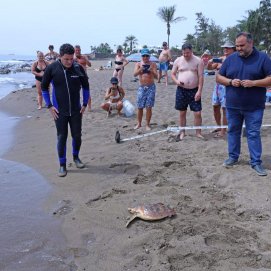 Suelta de una tortuga boba en Playa Bastián 