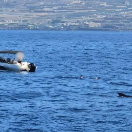 Turistas nadando junto a las ballenas en Tenerife