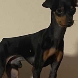 Pero perdido 'Zeus'