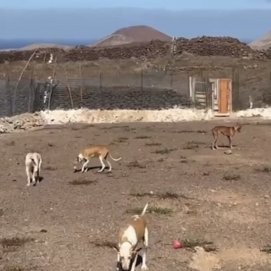 Imagen de los perros