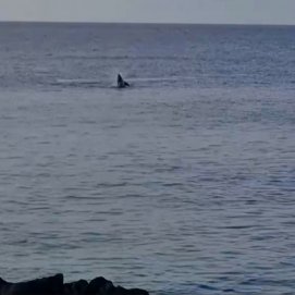Delfines en Puerto del Carmen  (Imagen: Barbarella S. Buchner)