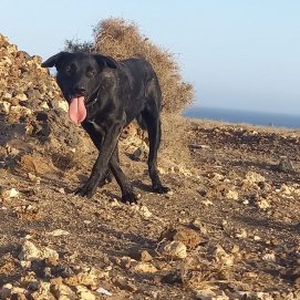 Perro desaparecido entre Playa Honda y Güime