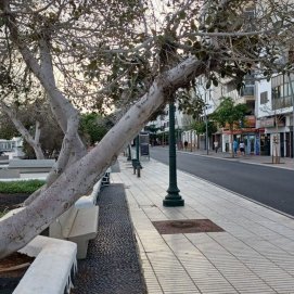 Árbol en el Parque Ramírez Cerdá de Arrecife