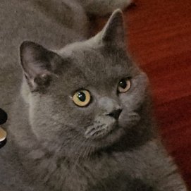 Gato desaparecido en El Reducto