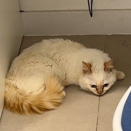 La gata 'Kitana' desaparecida en Altavista