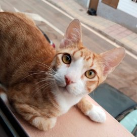 El gato 'Simon' desaparecido en Maneje