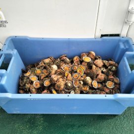 Incautados 25 kilos de lapas