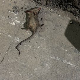 Rata en Famara 