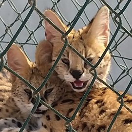 Investigan a tres personas por la cría y tenencia ilegal de felinos salvajes en Canarias  