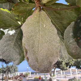 Estado de los árboles por la plaga 