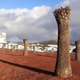 Palmeras muertas en Uga