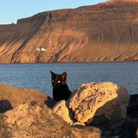 Gato en La Graciosa
