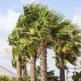 Viento en Lanzarote. Foto: Juan Mateos.